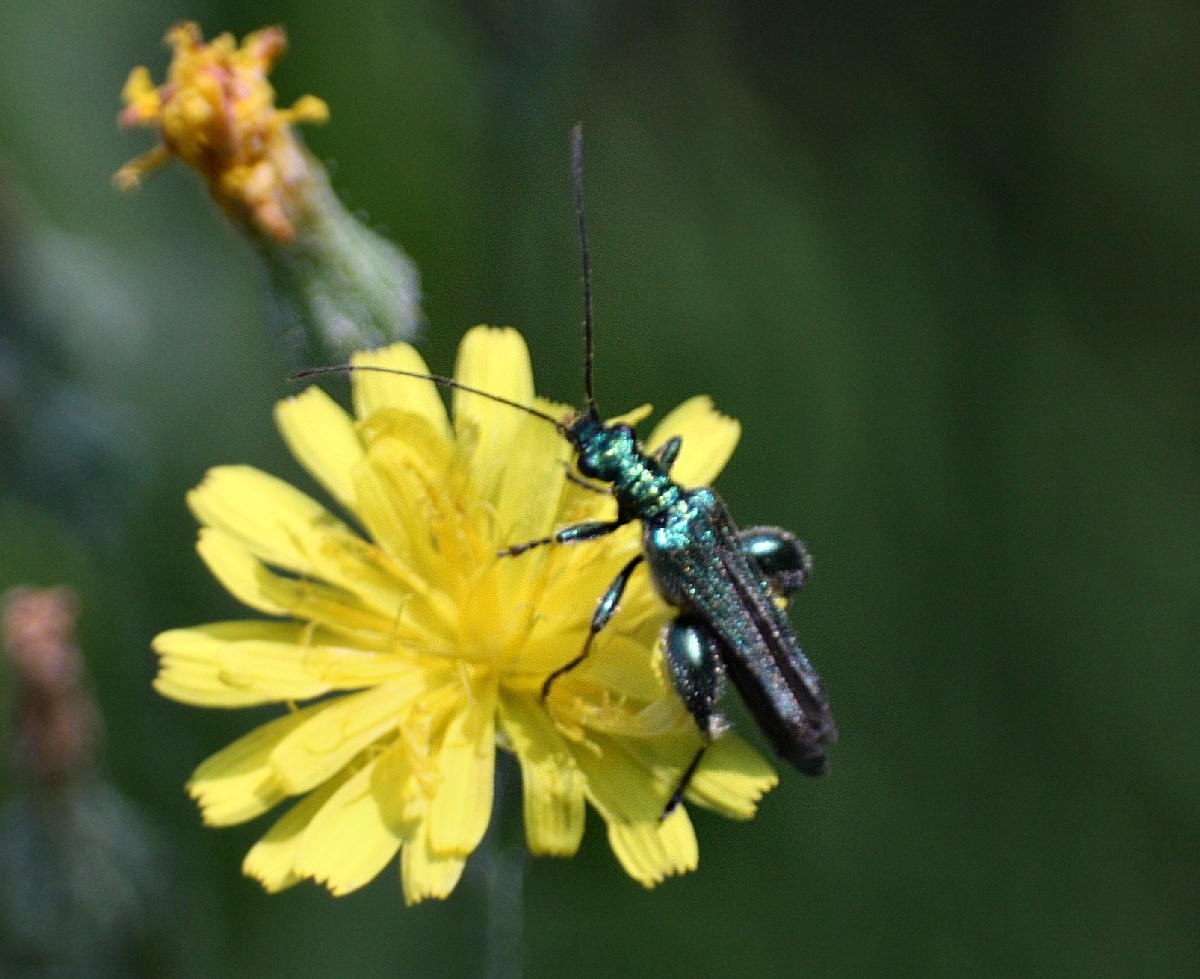 Oedemera flavipes ?? - Oedemera nobilis